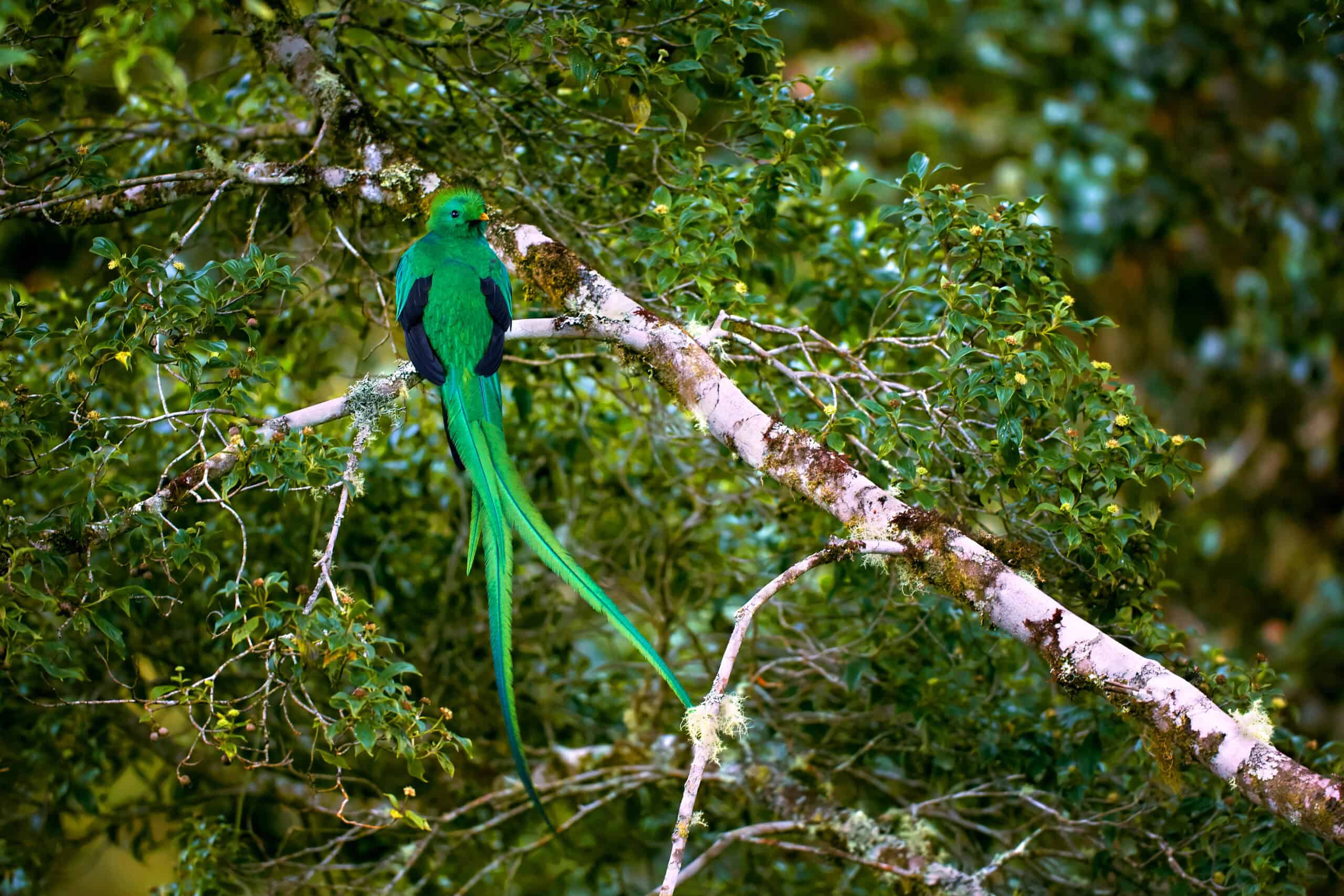 Resplendent Quetzal feather