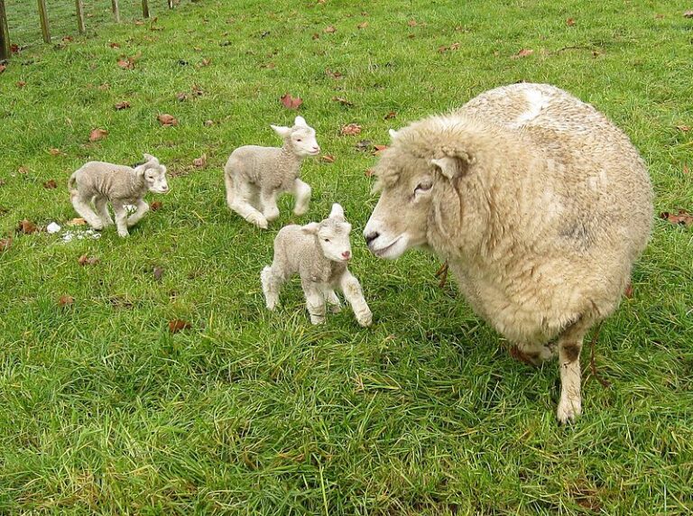 The 15 Rarest Sheep Breeds and Their Wool Qualities - Rarest.org