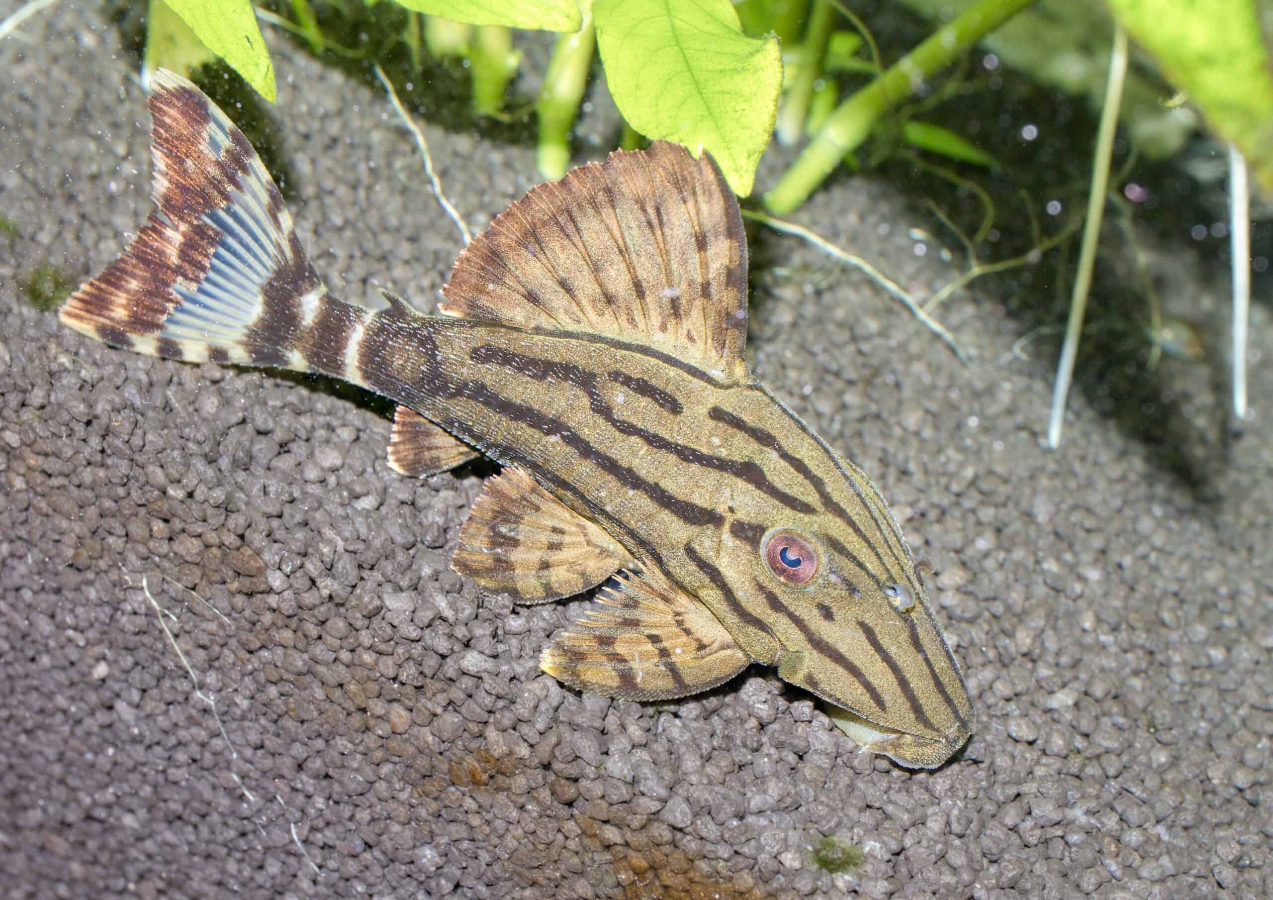 Royal Pleco