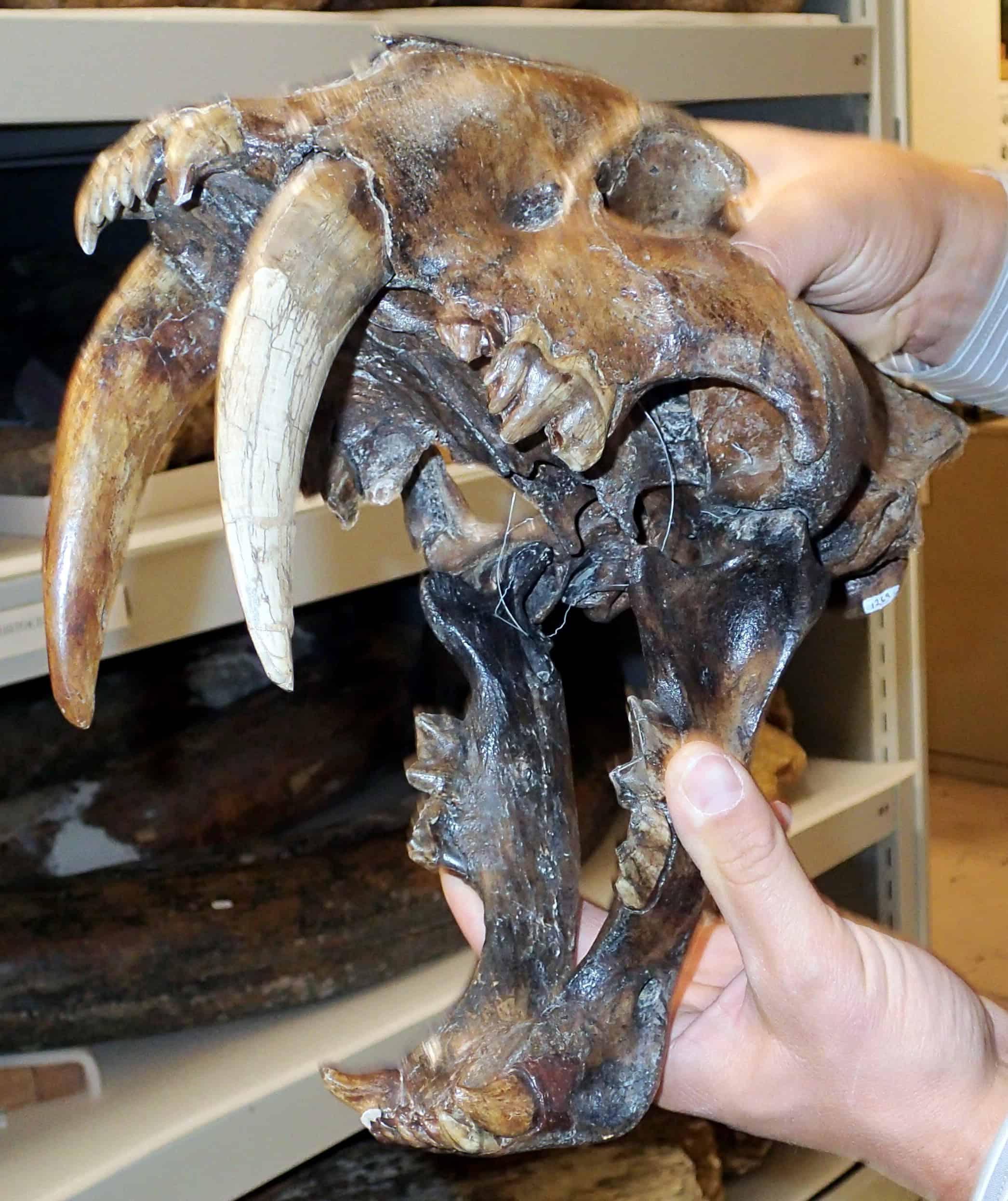 Saber-Toothed Cat Skull