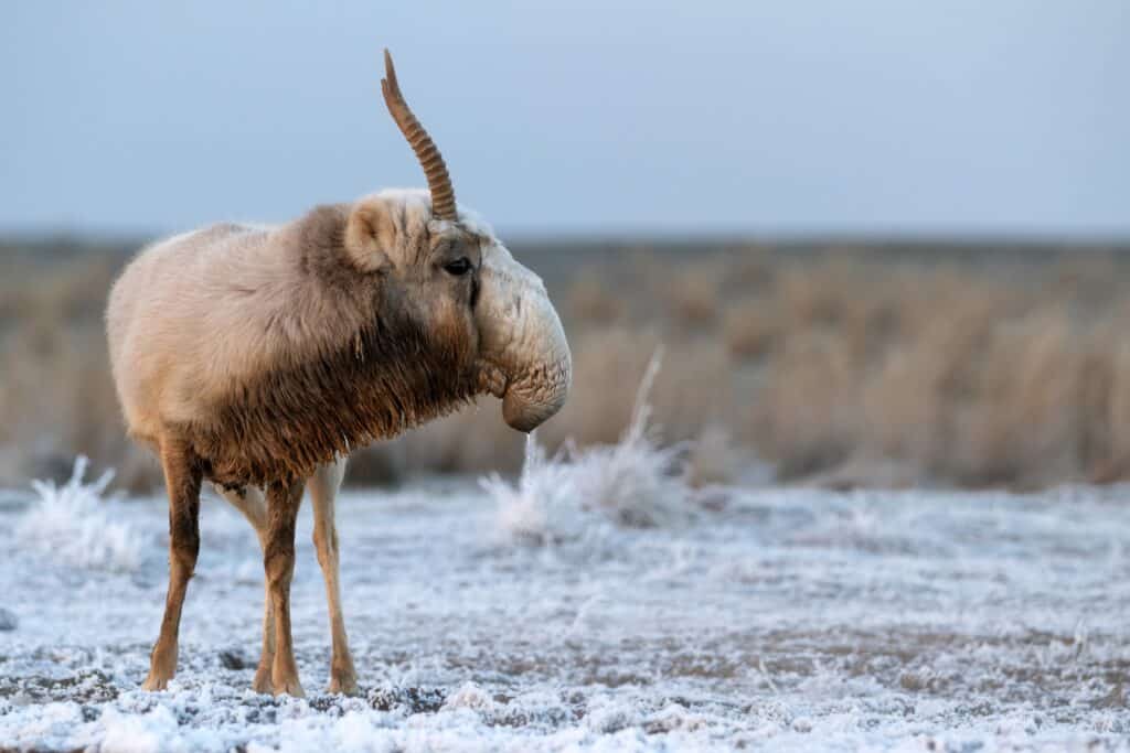 Saiga Antelope