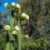 20 Cactus Species from Commonly Found to Extremely Rare