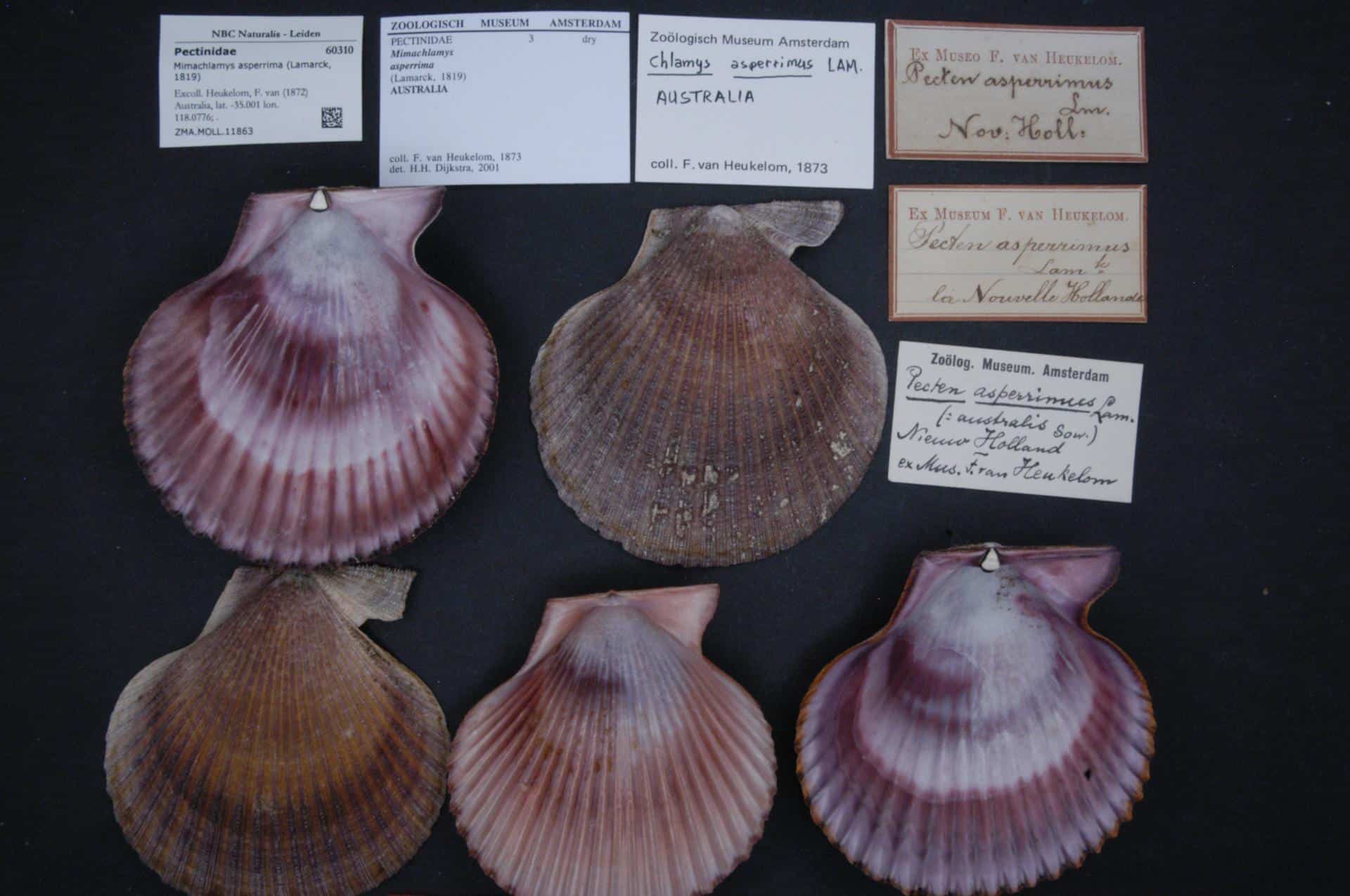 Scaly Scallop (Mimachlamys asperrima)