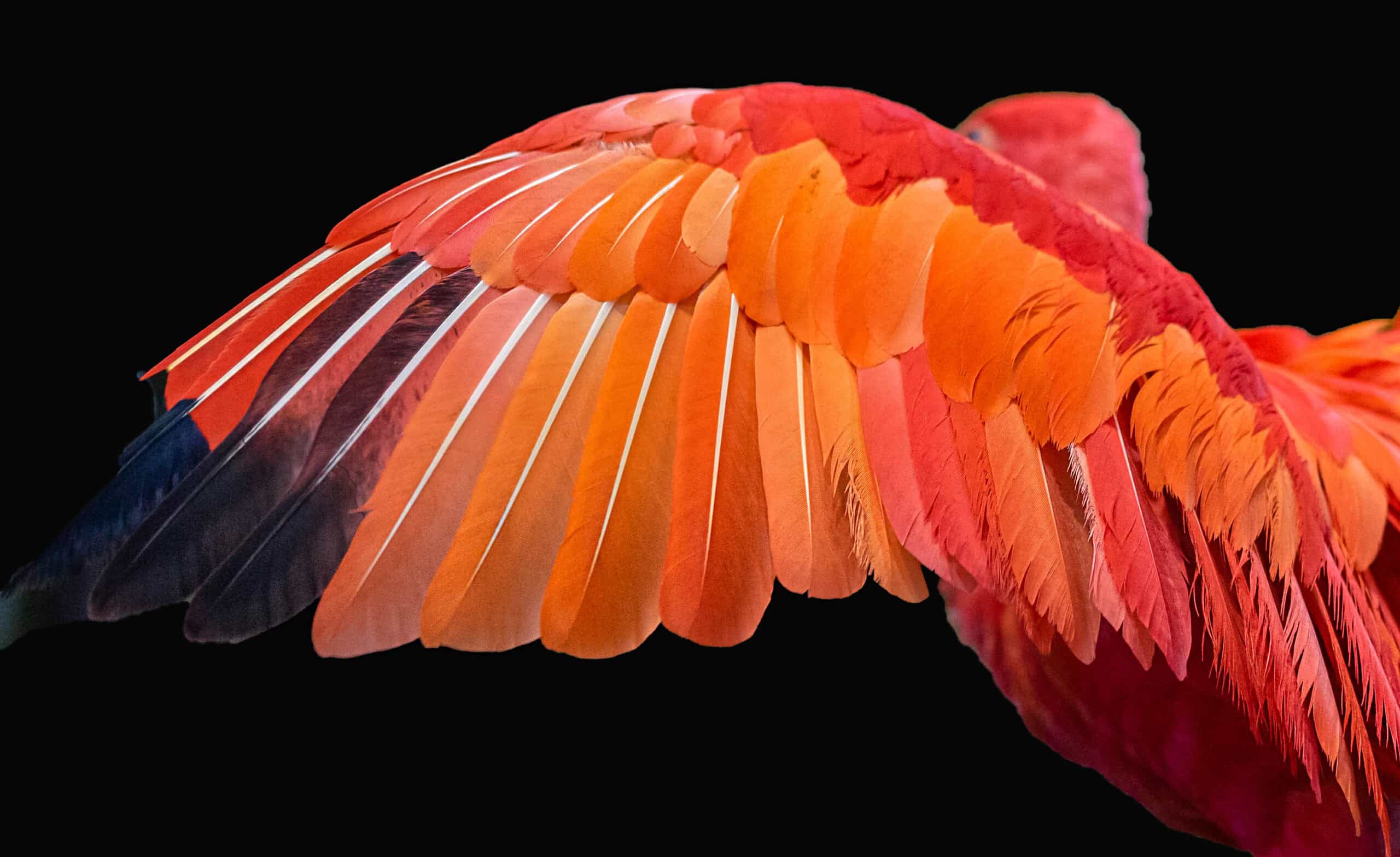 Scarlet Ibis Feather