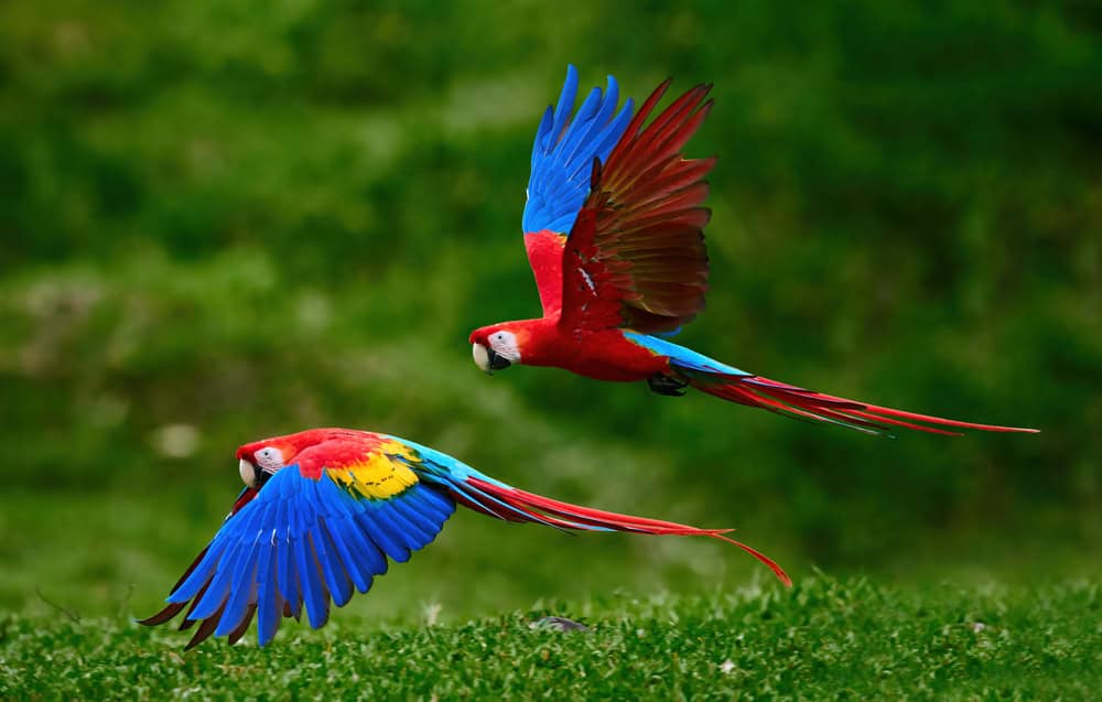 2 flying Scarlet Macaw in the wild
