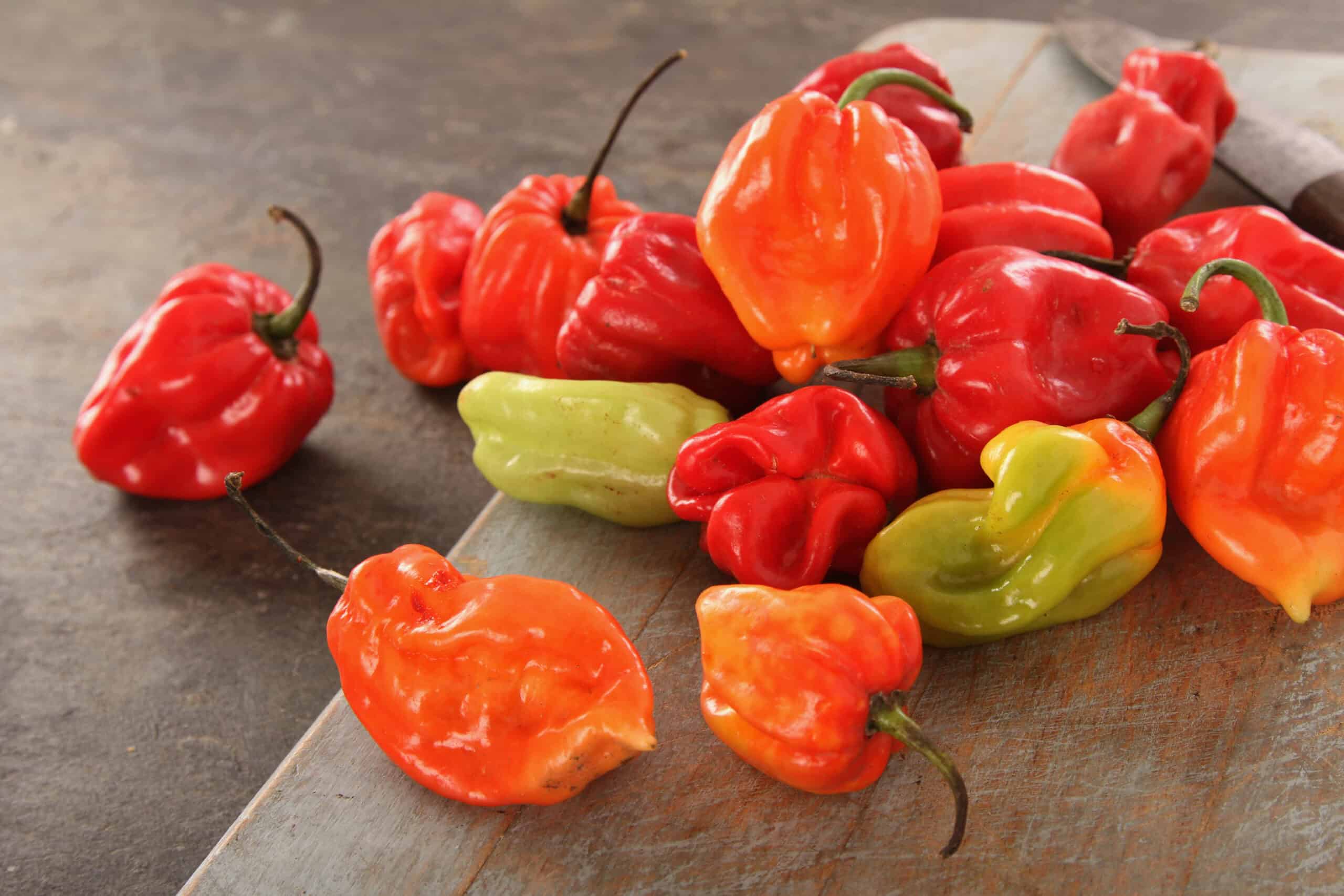 Scotch Bonnet