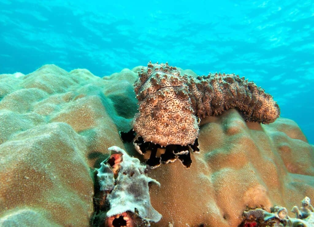 Sea Cucumbers