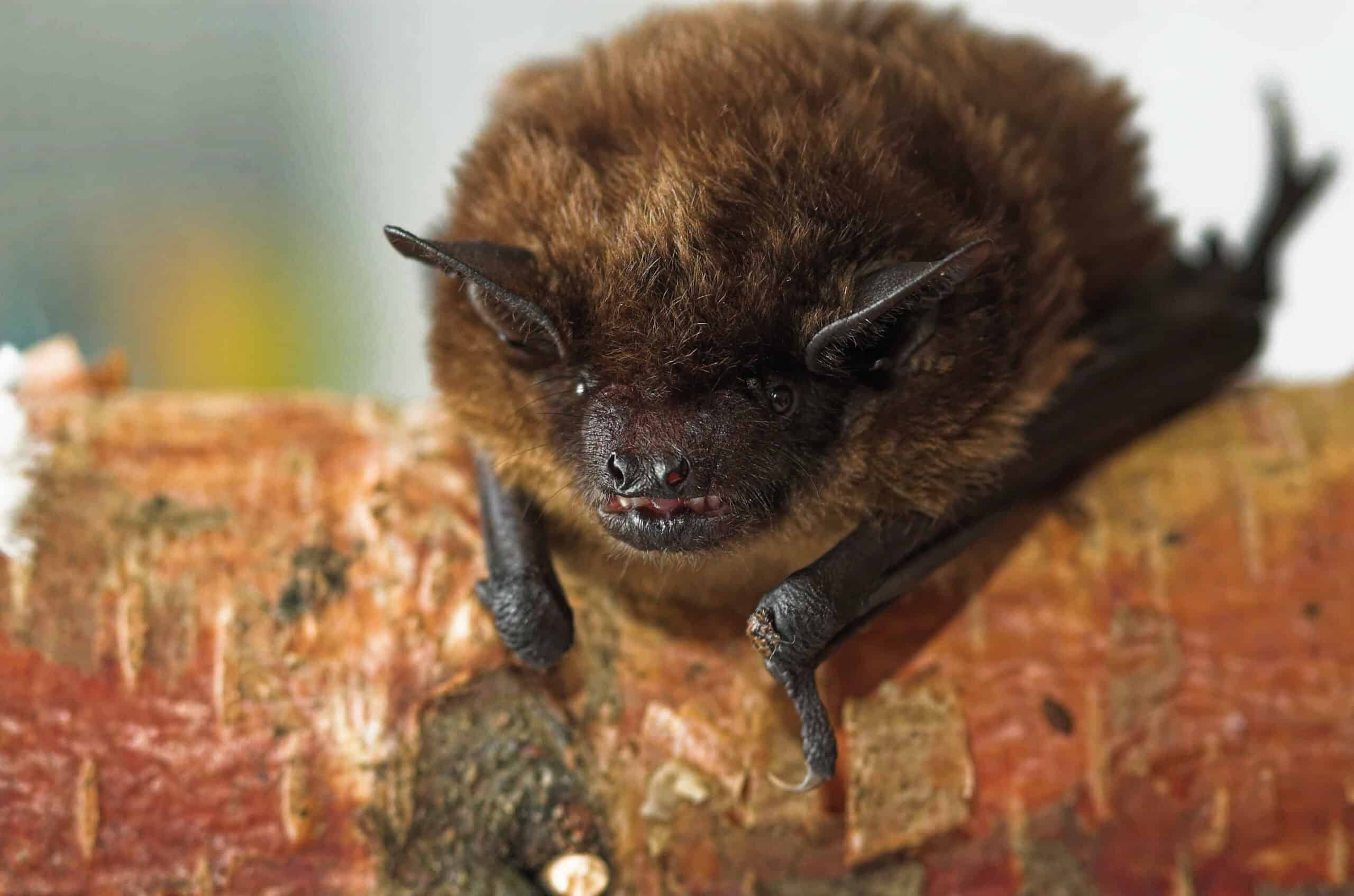 Serotine Bat