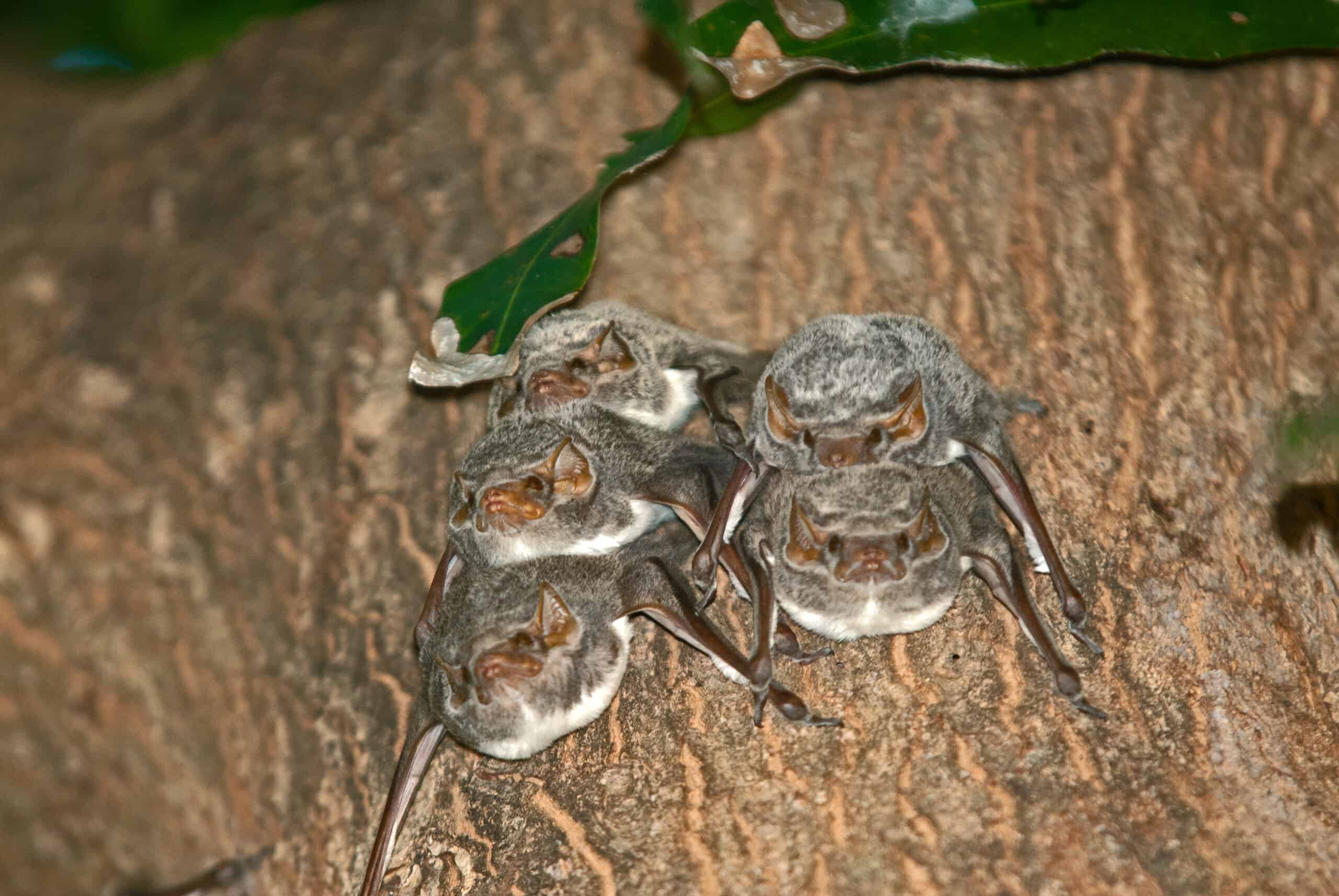 Sheath-Tailed Bat