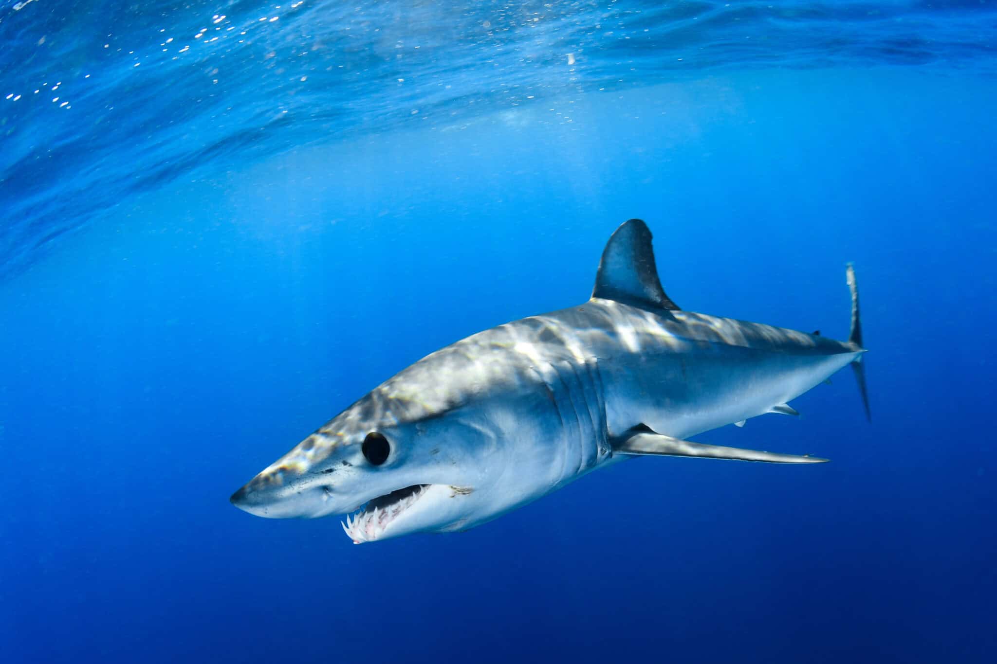 15 Rarest Species of Sharks Around the World - Rarest.org