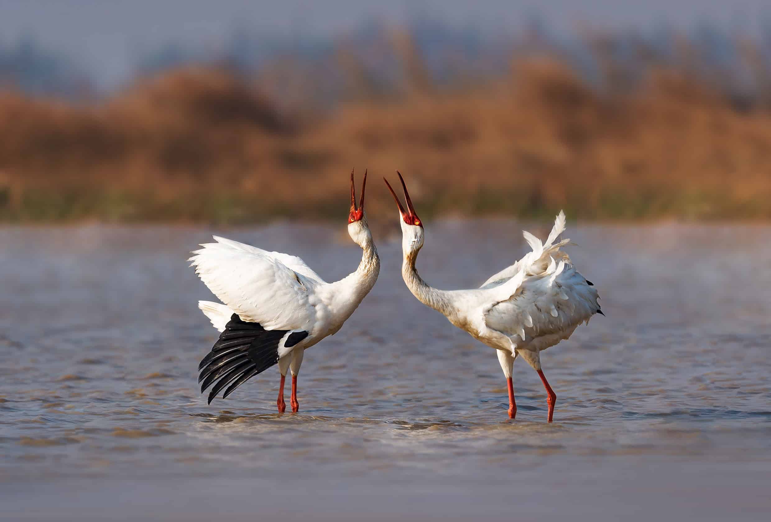 Siberian Crane