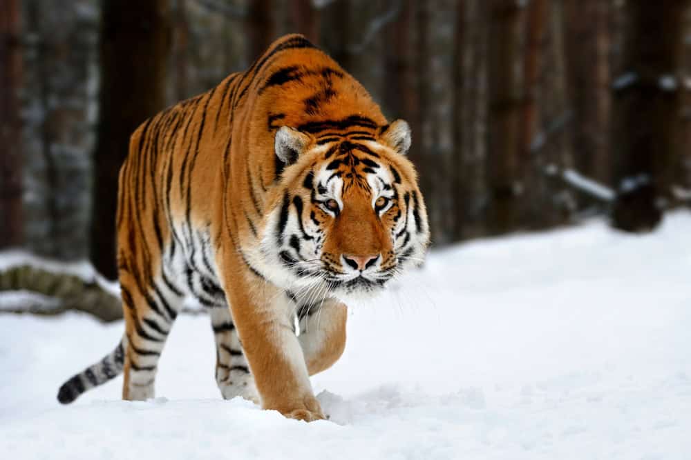 Siberian Tiger