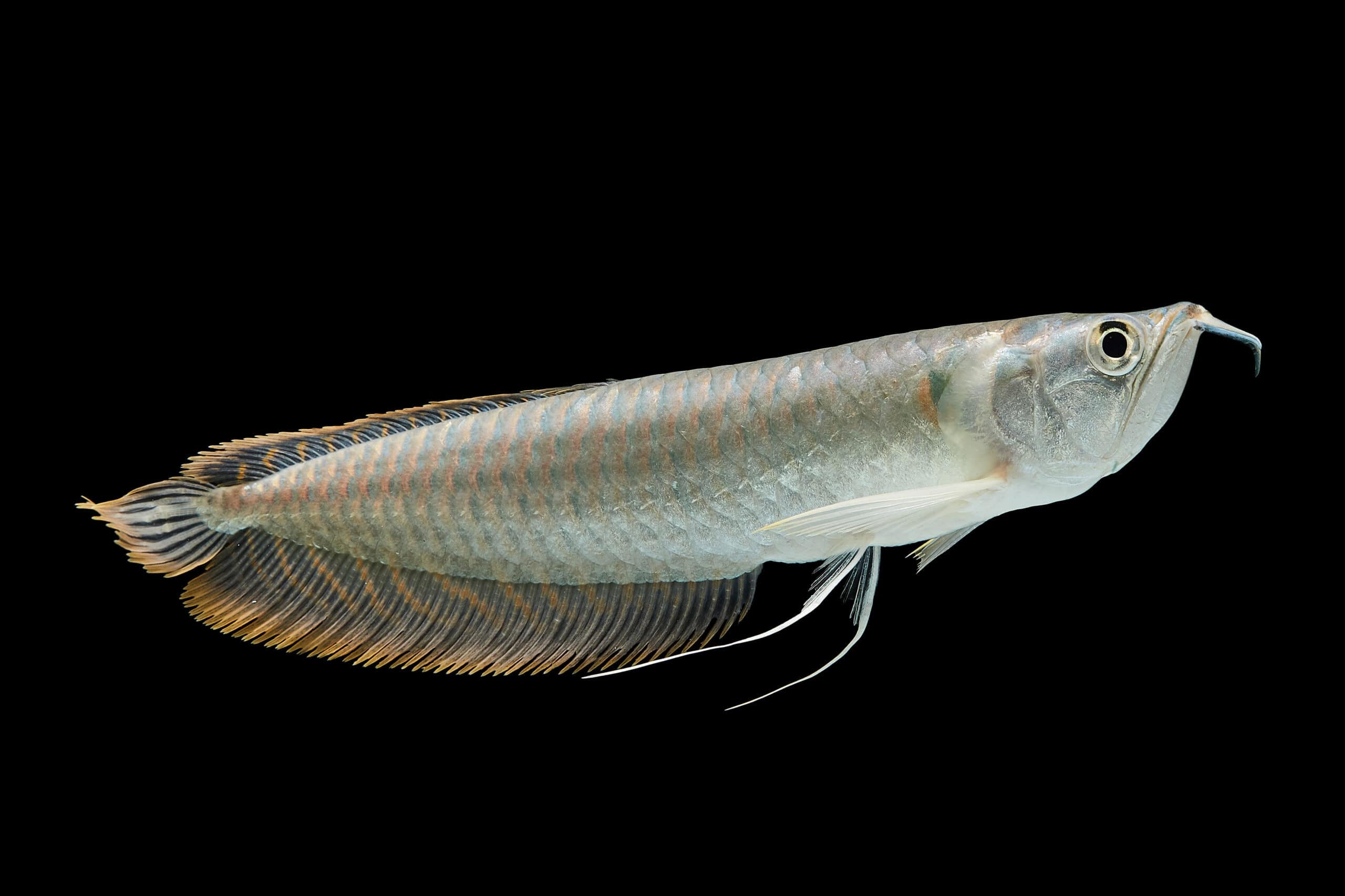 Silver Arowana