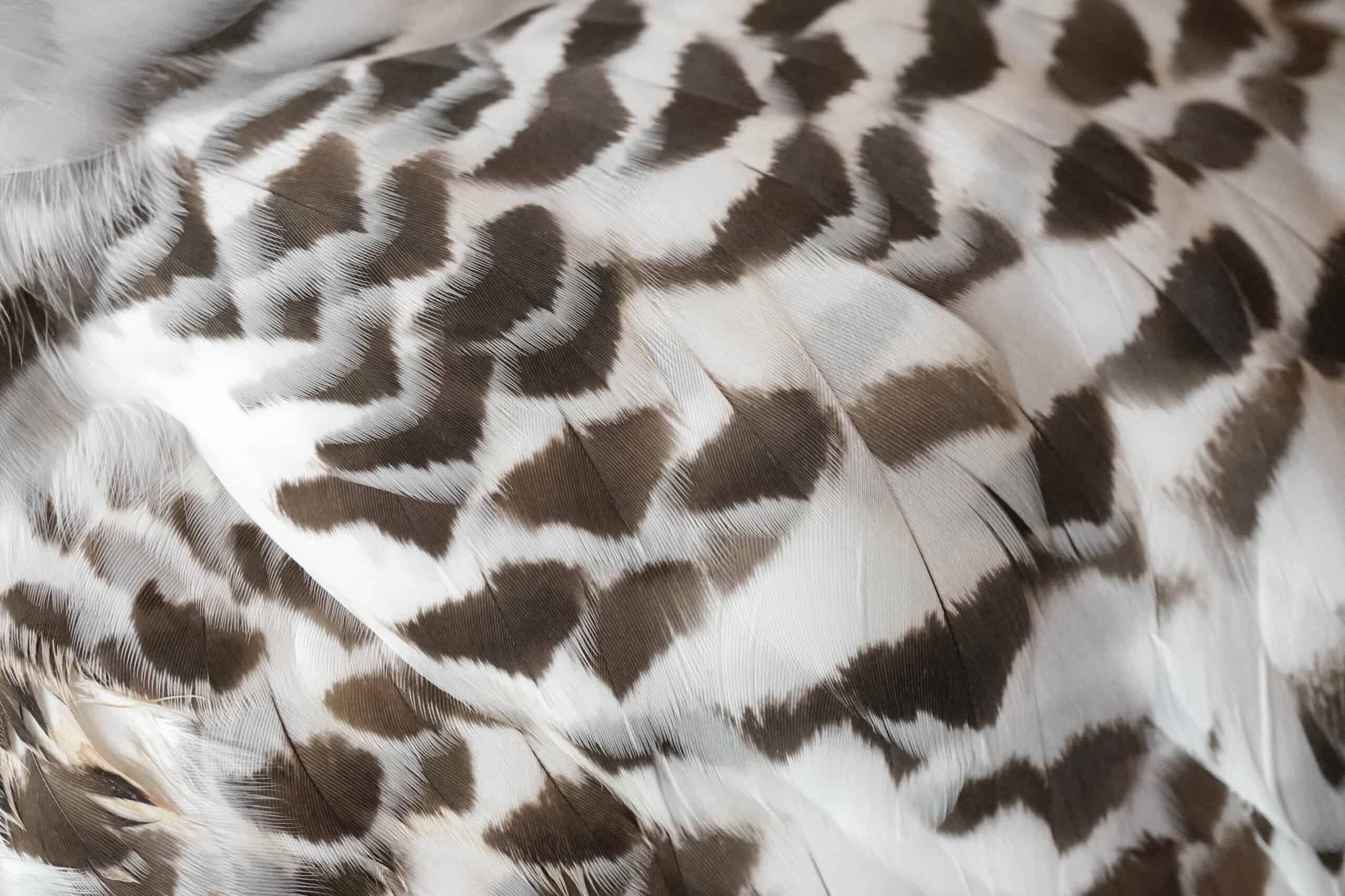 Snowy Owl Feather