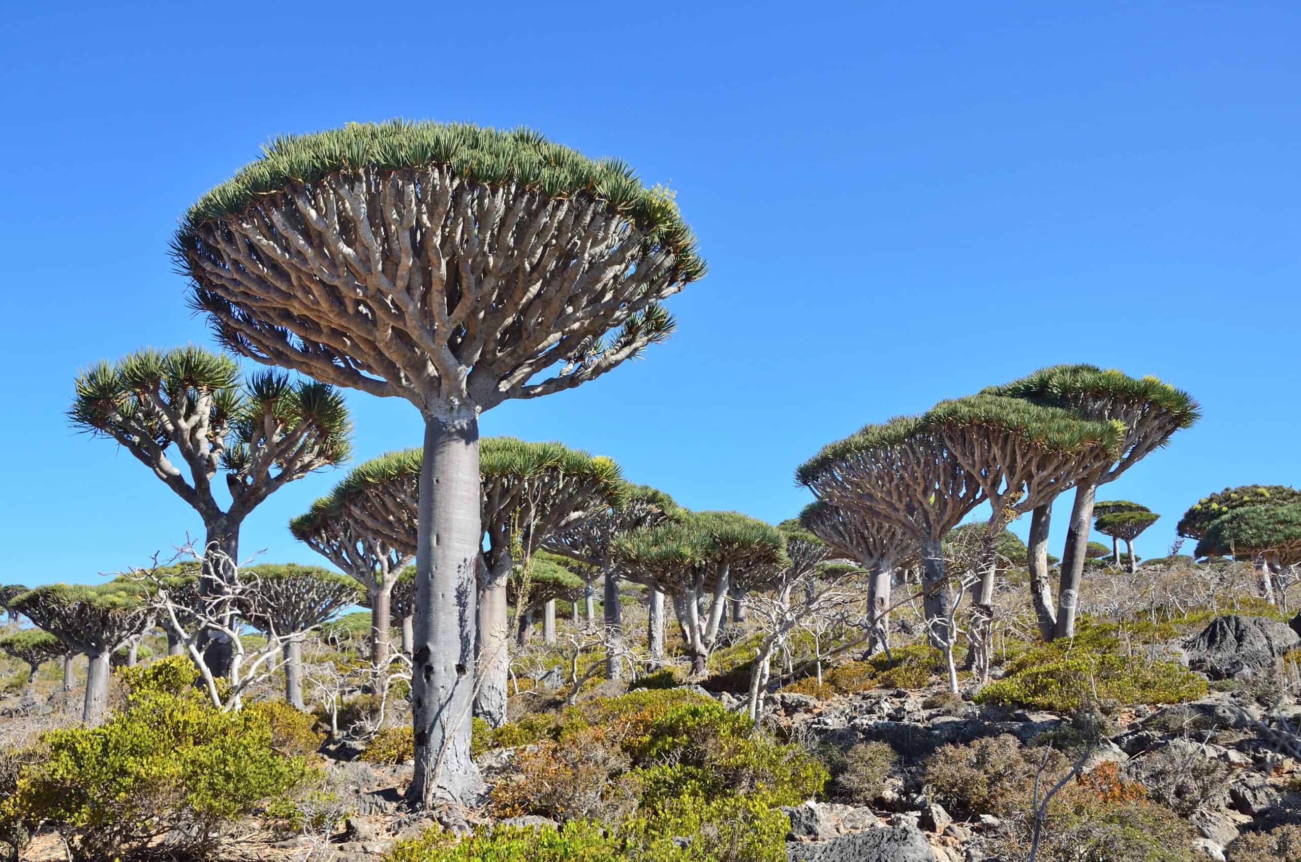 Socotra, Yemen