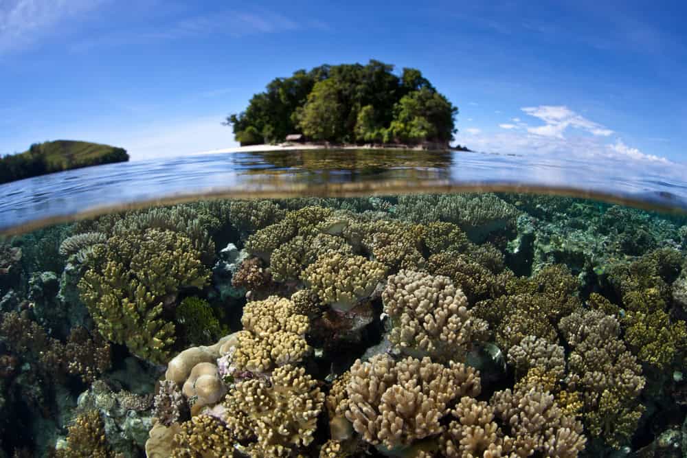 Solomon Islands Coral Reefs