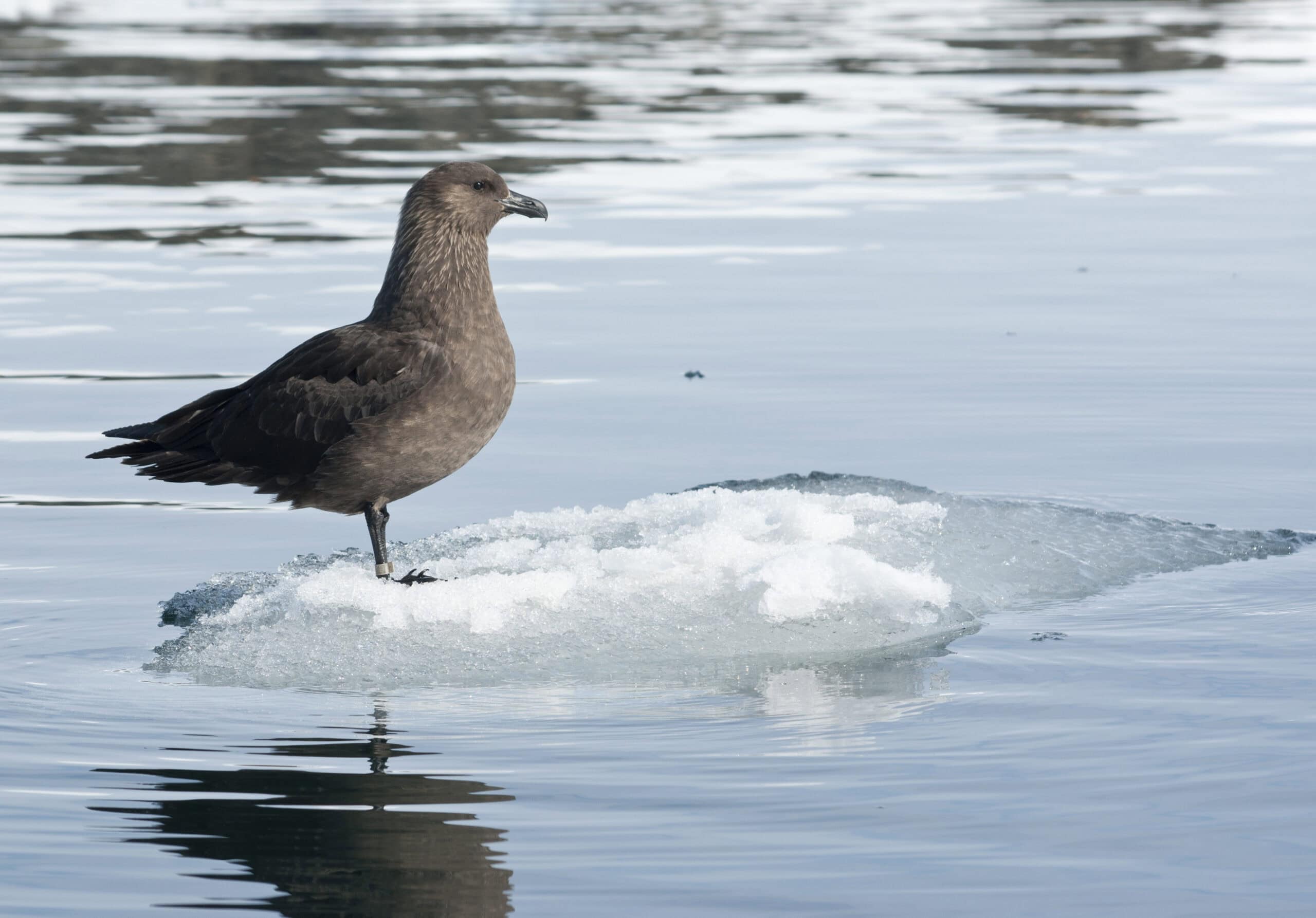 South Polar Skua