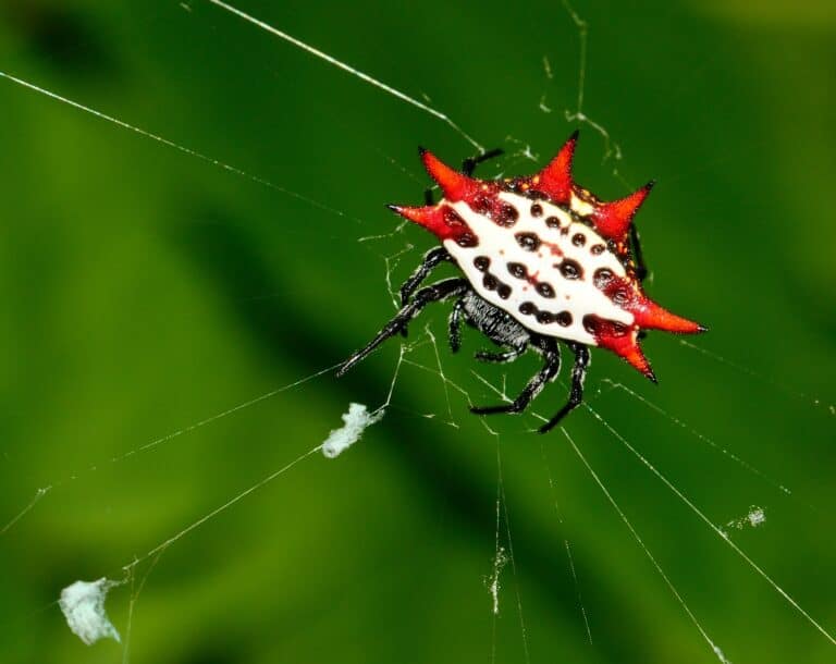 16 Spectacularly Colored Spiders That Look Like Works of Art - Rarest.org