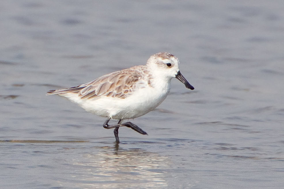 Spoon-billed Sandpiper