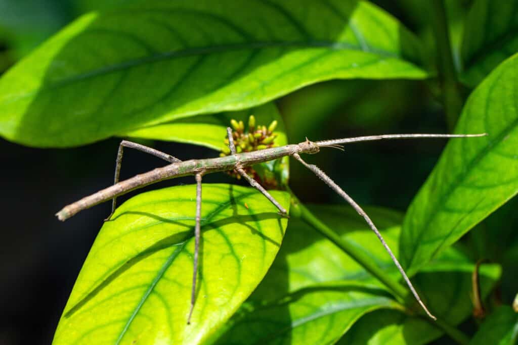 16 Unique Insects with Incredible Defense Mechanisms - Rarest.org