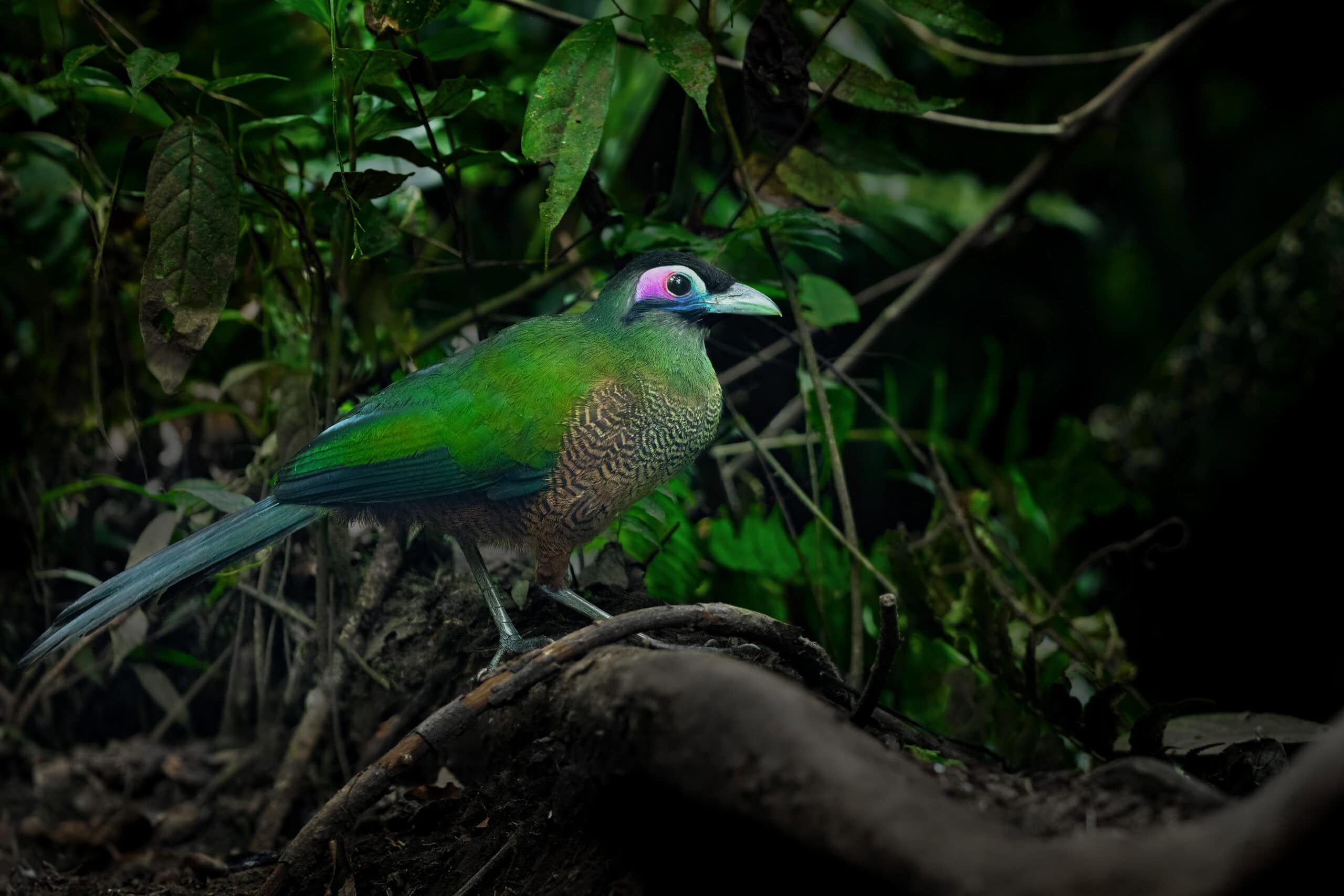 Sumatran Ground Cuckoo