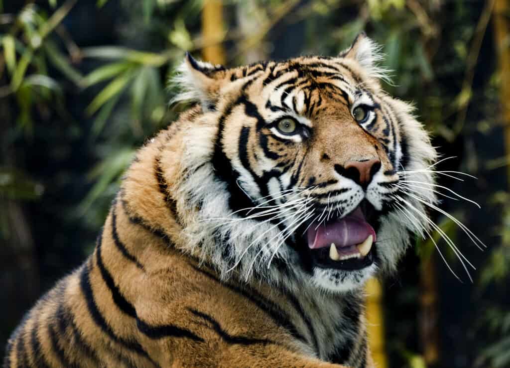 Sumatran Tiger