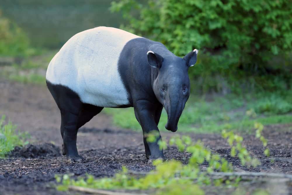 Tapir