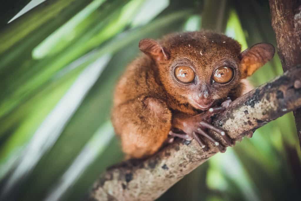 Tarsier