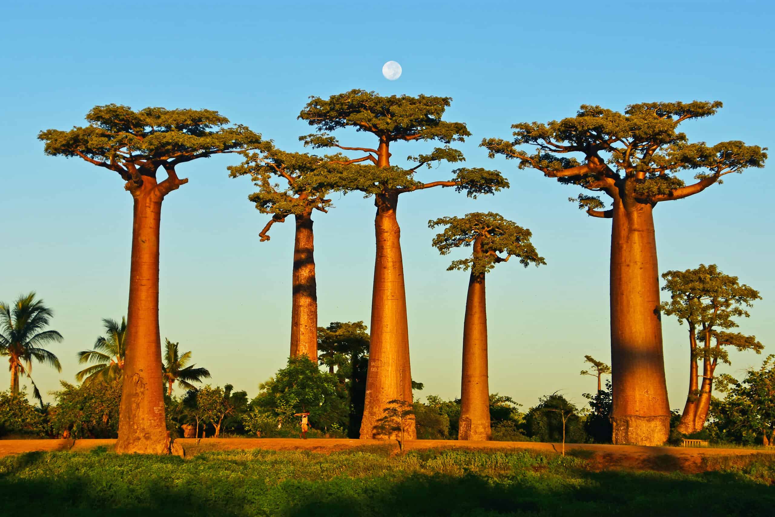 The Baobabs