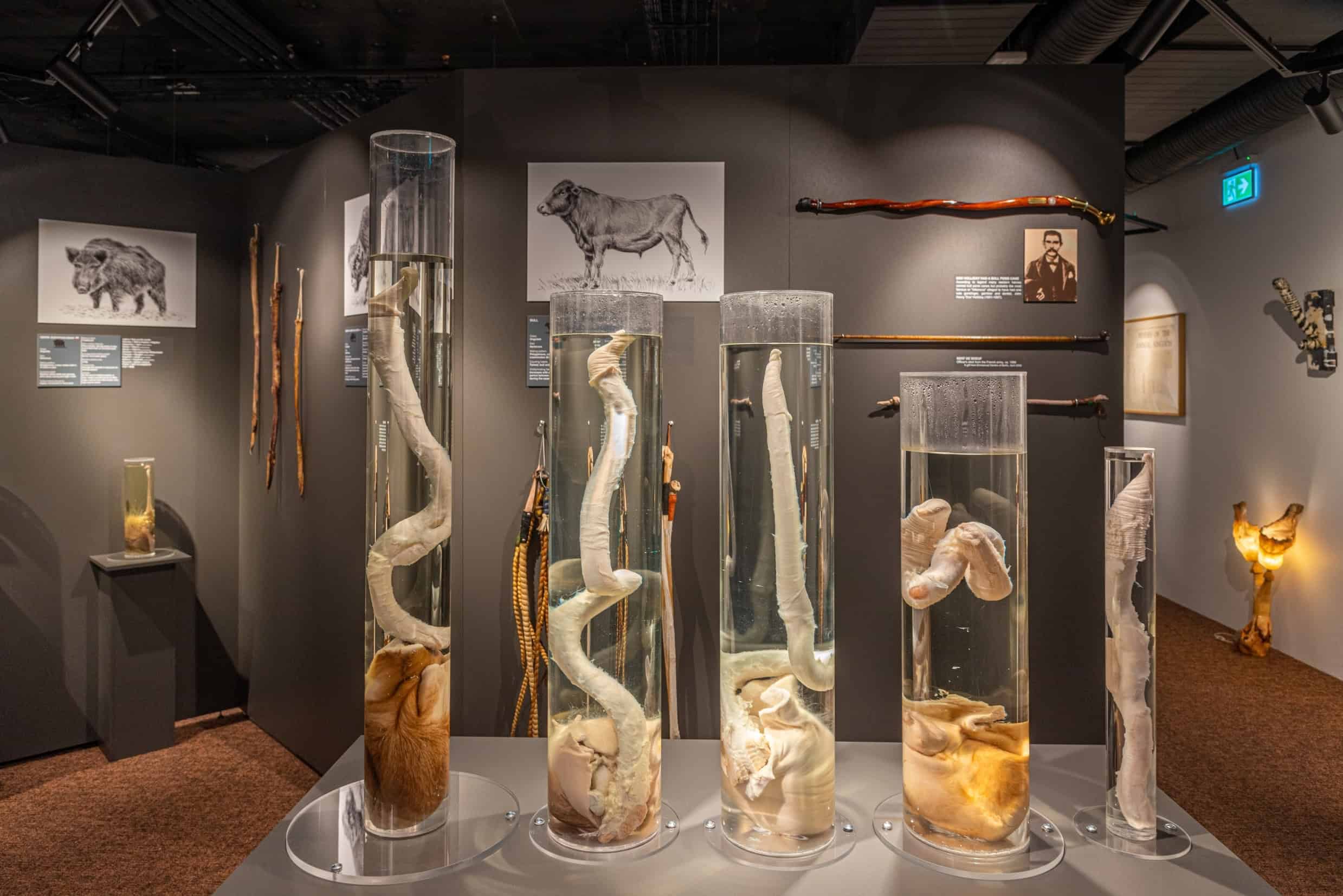 The Icelandic Phallological Museum