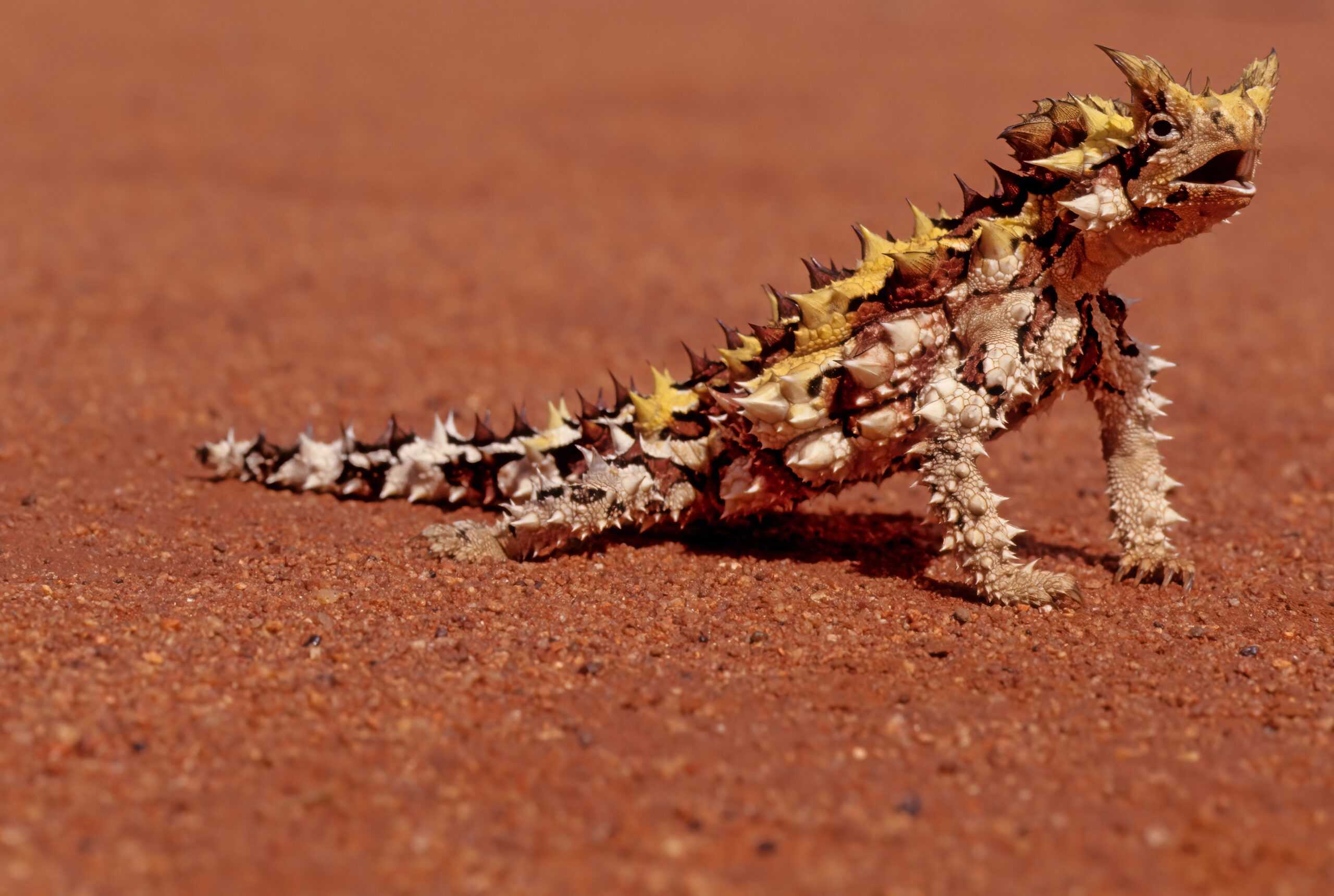 Thorny Devil