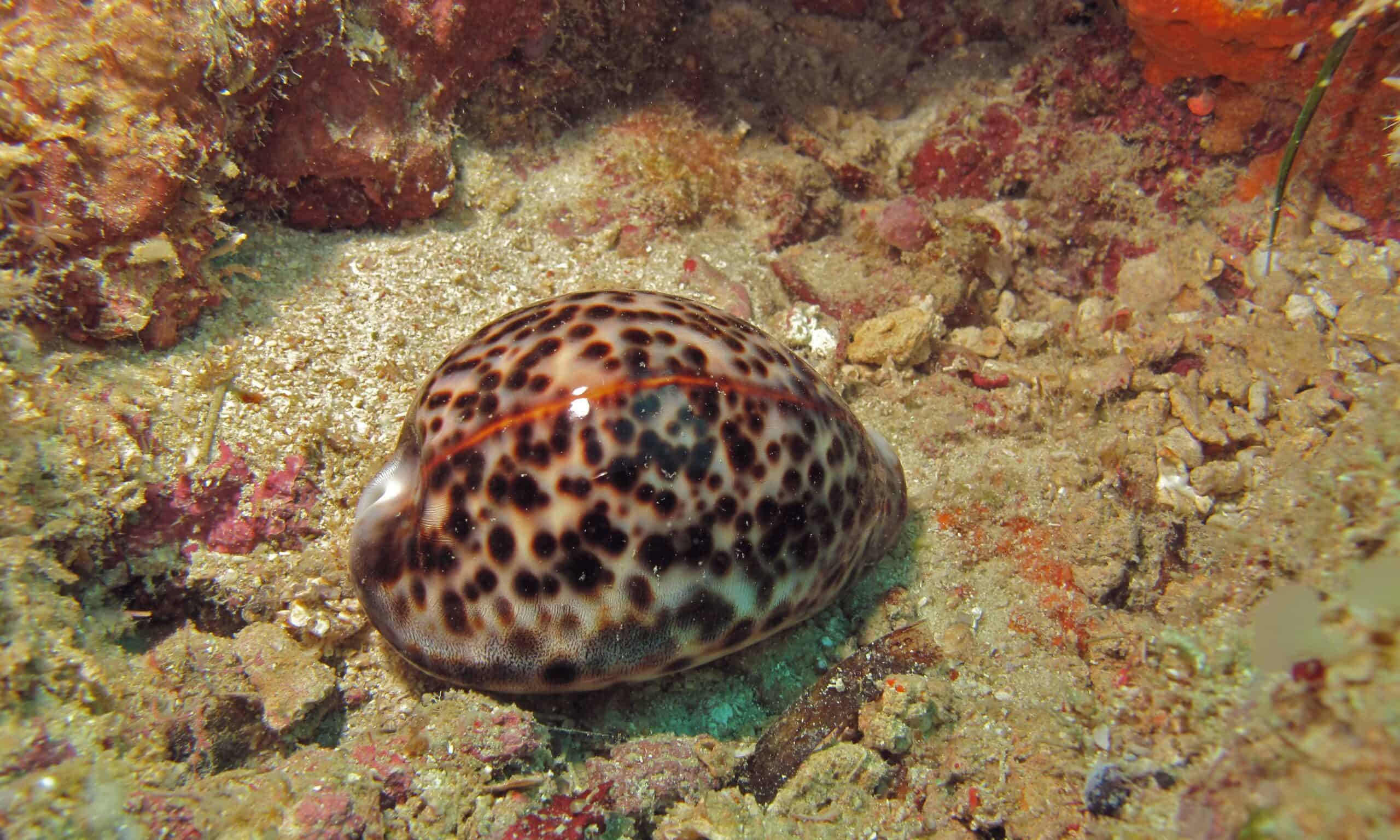 Tiger Cowrie (Cypraea tigris)