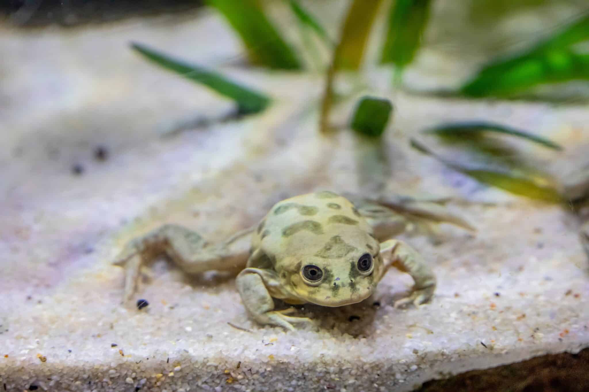 The 16 Rarest Frogs and Toads Around the World - Rarest.org