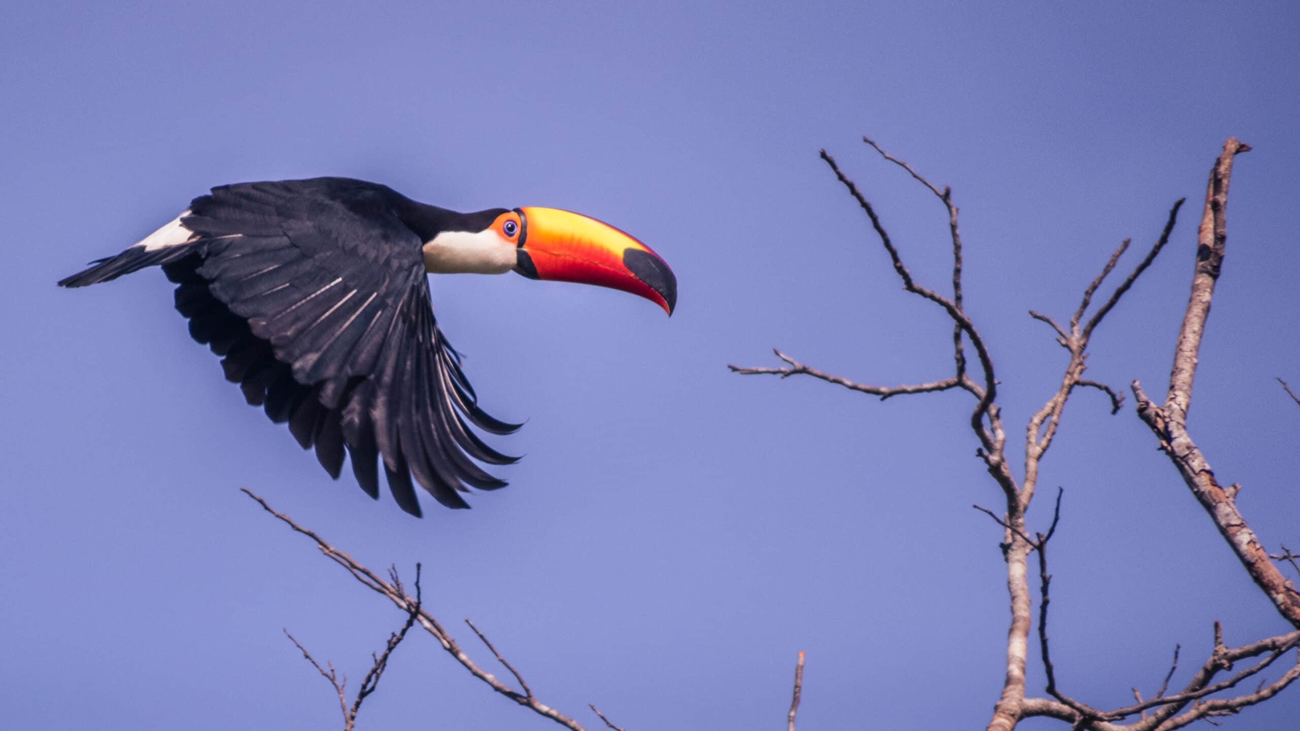 Toco Toucan Feather