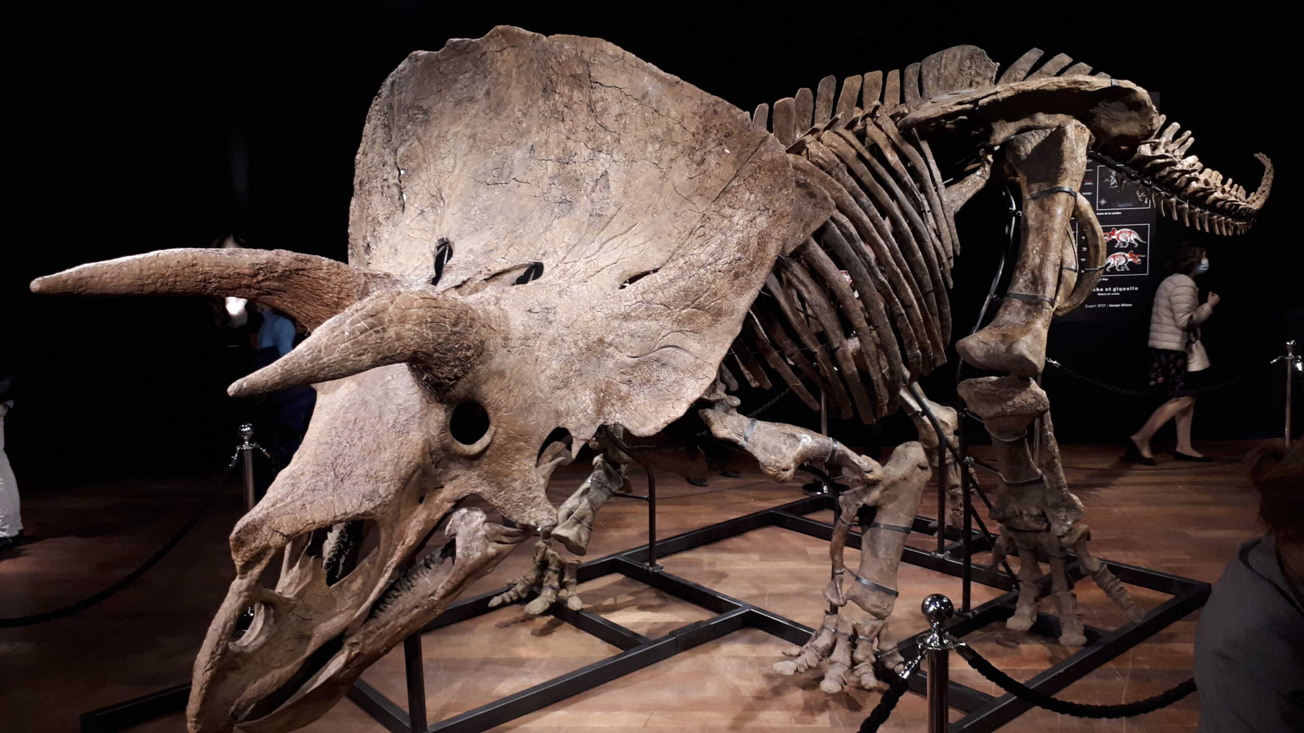 Triceratops Skull