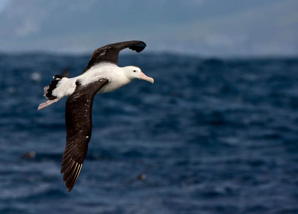 Tristan Albatross