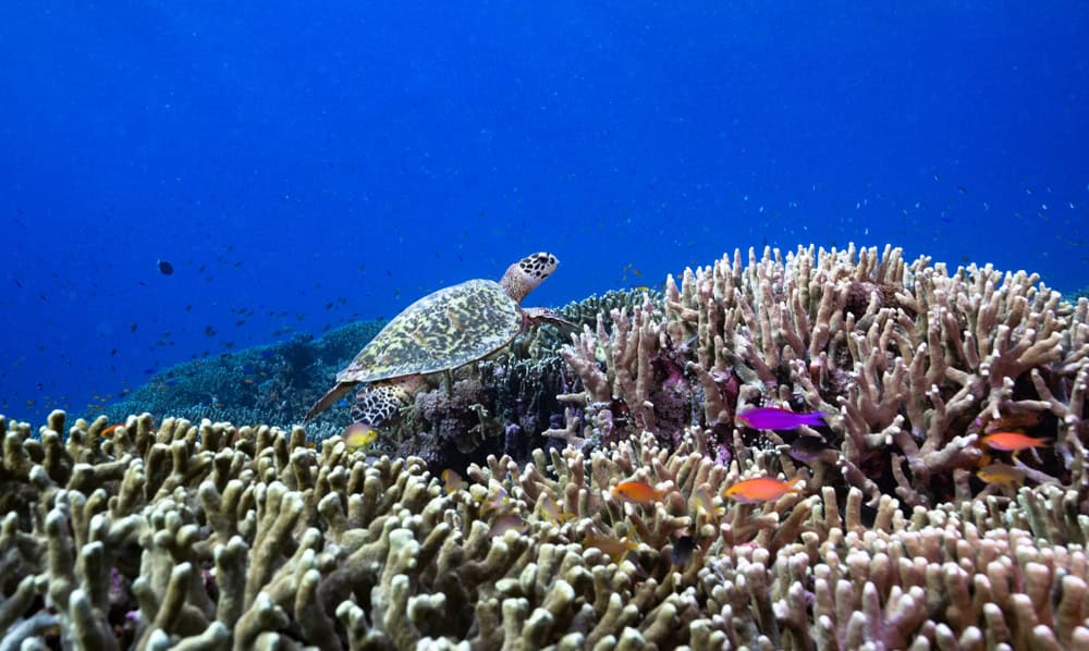 Tubbataha Reefs Natural Park