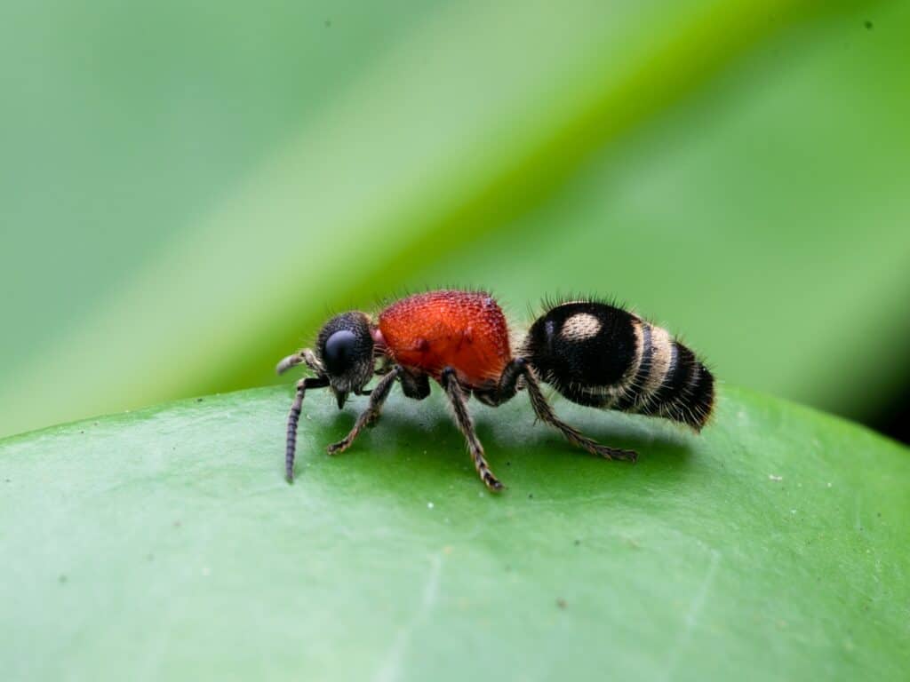 Velvet Ant