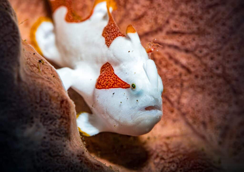 Warty Frogfish