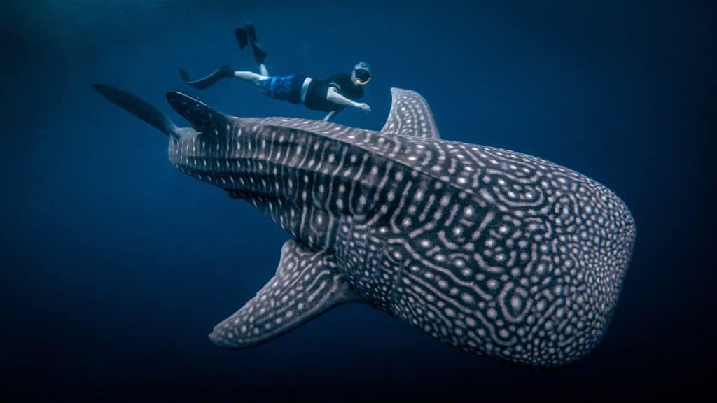 Whale Shark