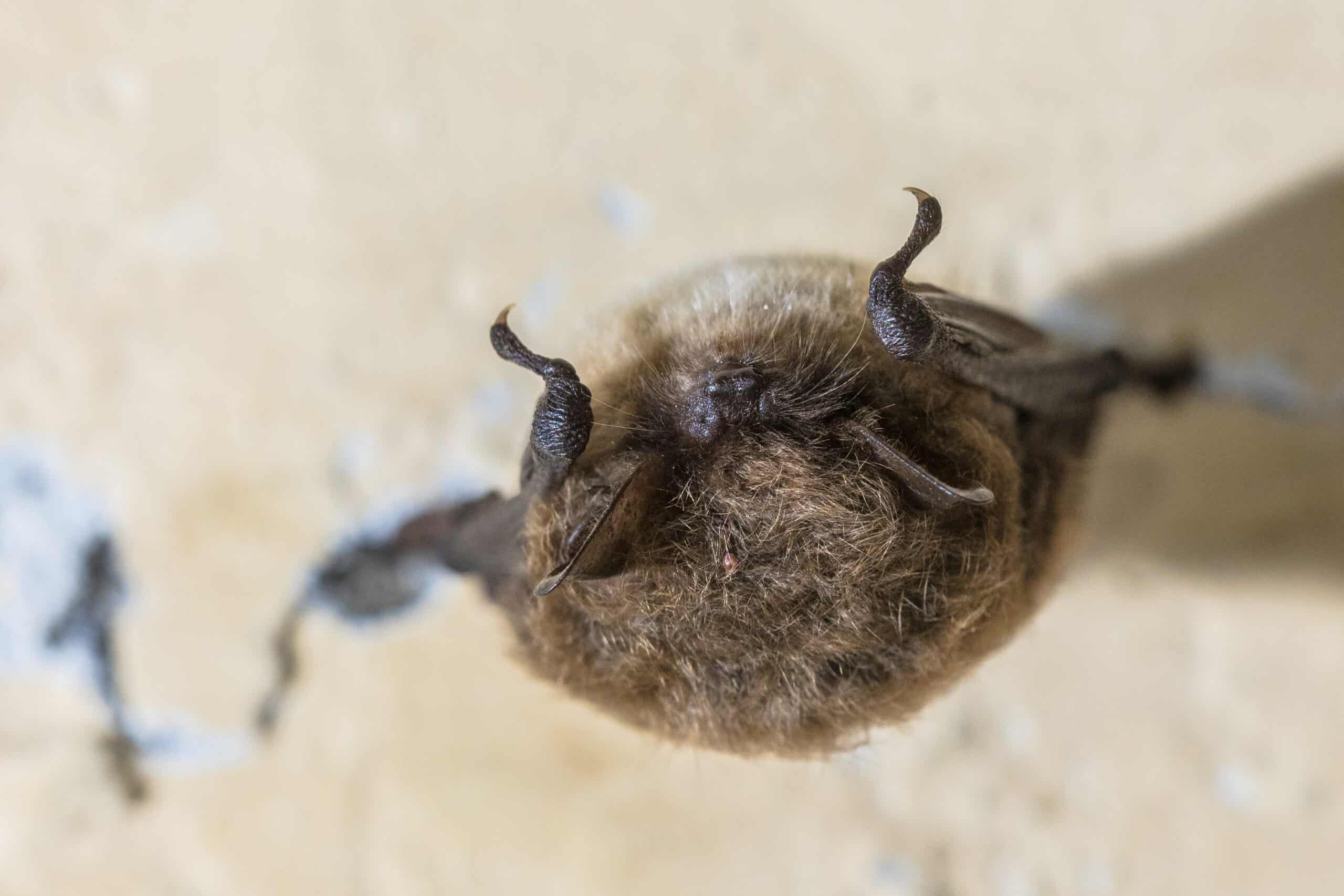 Whiskered Bat