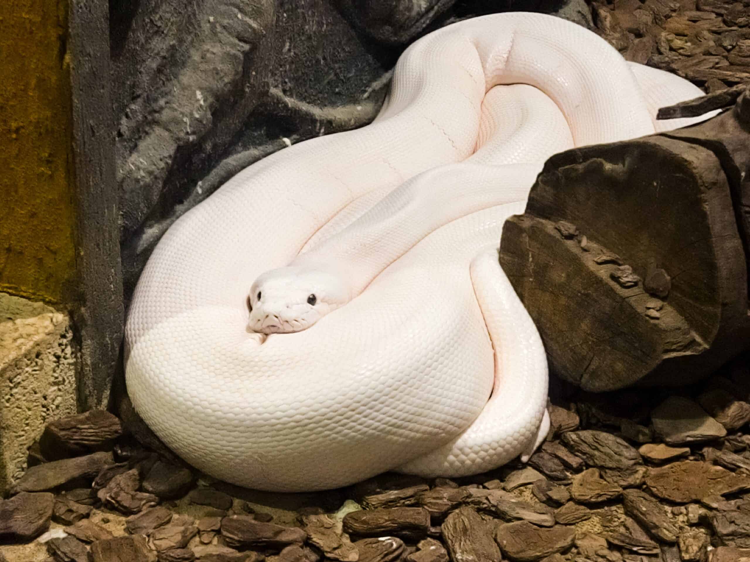 White Albino Python