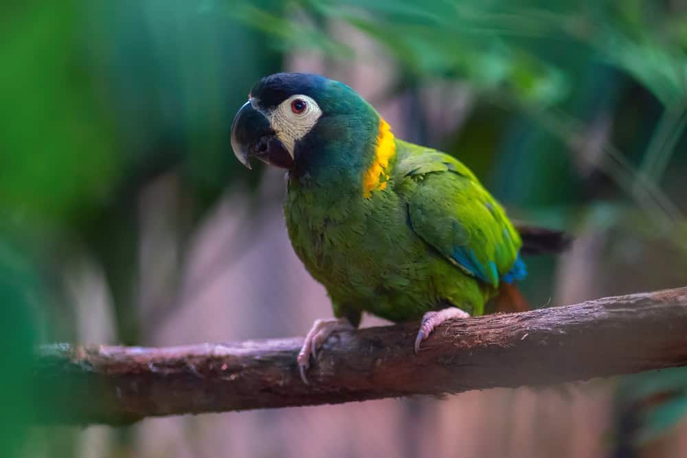 Yellow-collared Macaw