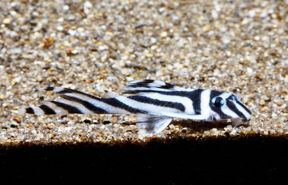 Zebra Plecos