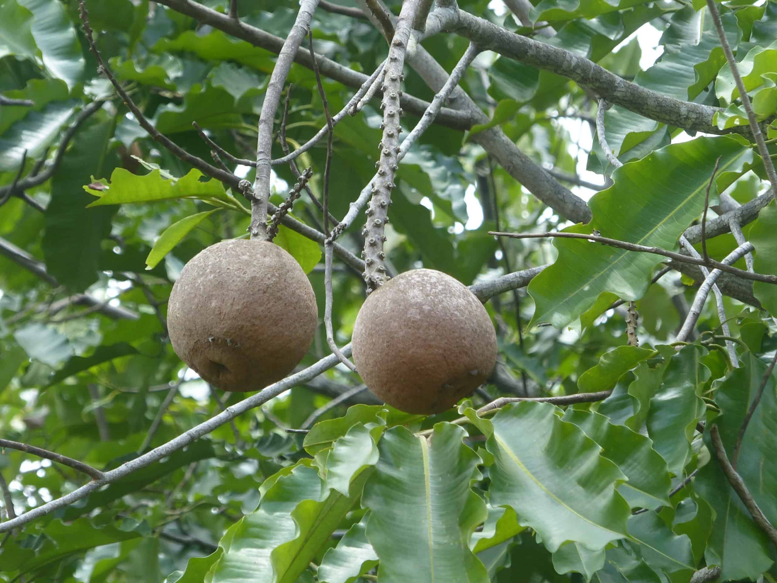 brazil nut tree