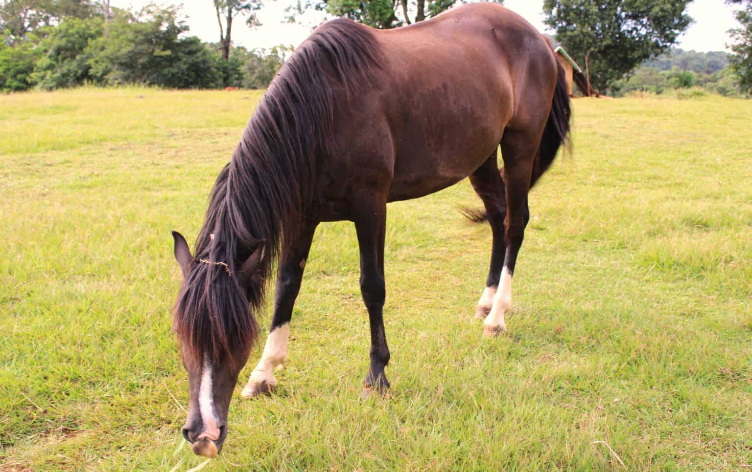 The 19 Most Exotic and Least Known Horse Breeds - Rarest.org