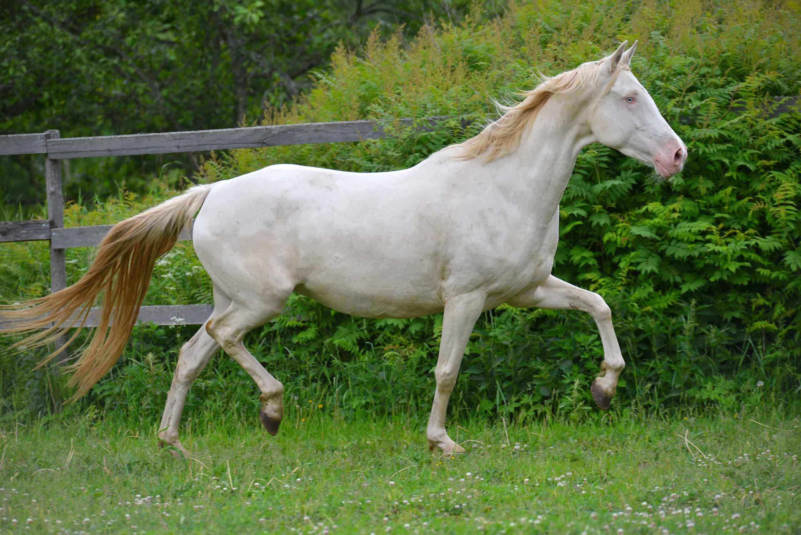 cremello horse