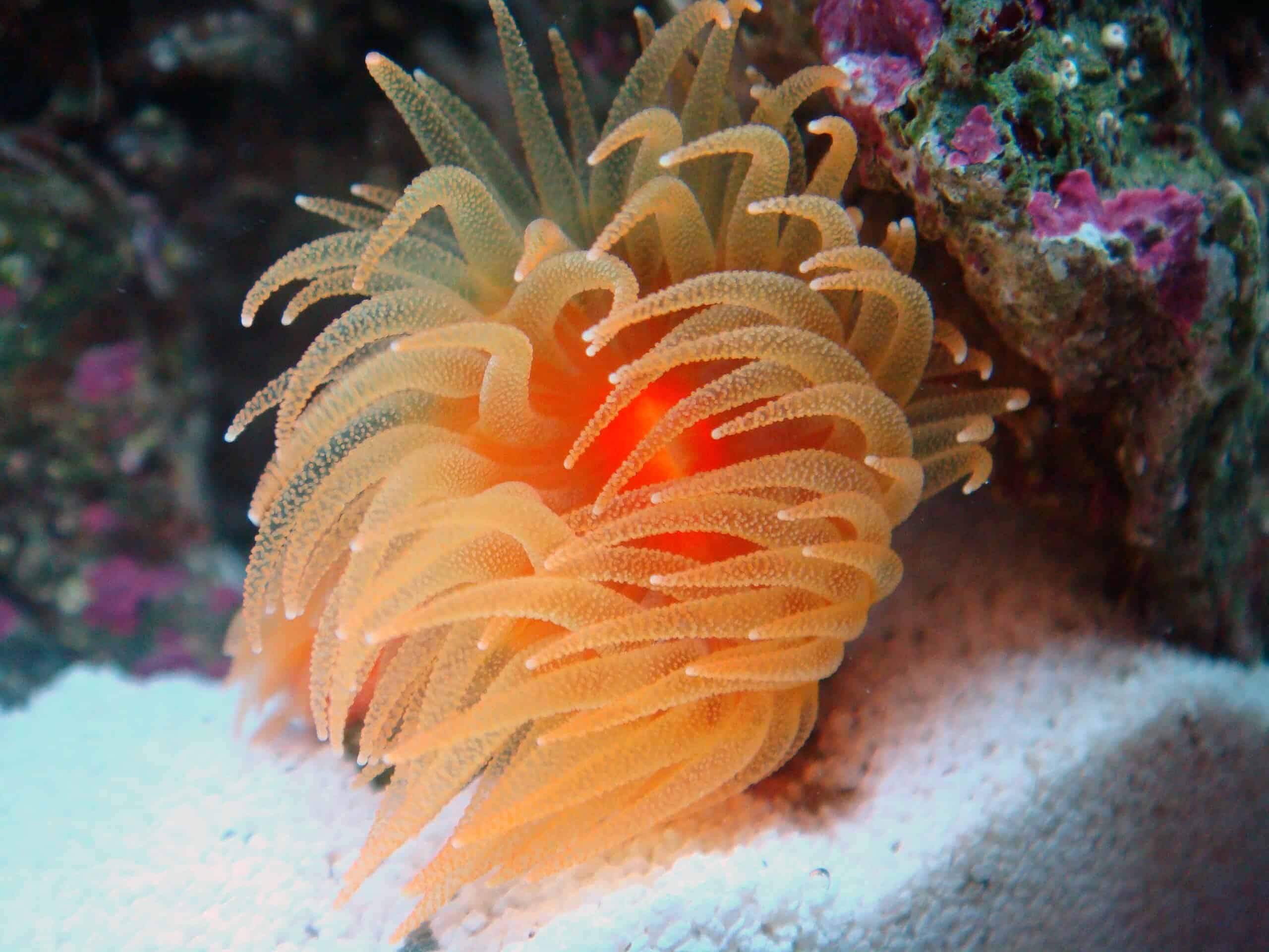 dendrophyllia coral (dendrophyllia spp.)