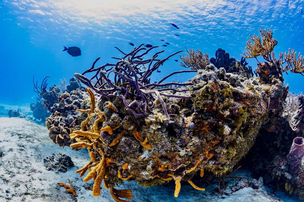 palancar reef corals