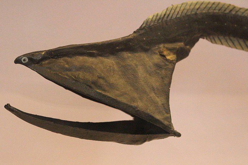 Pelican Eel